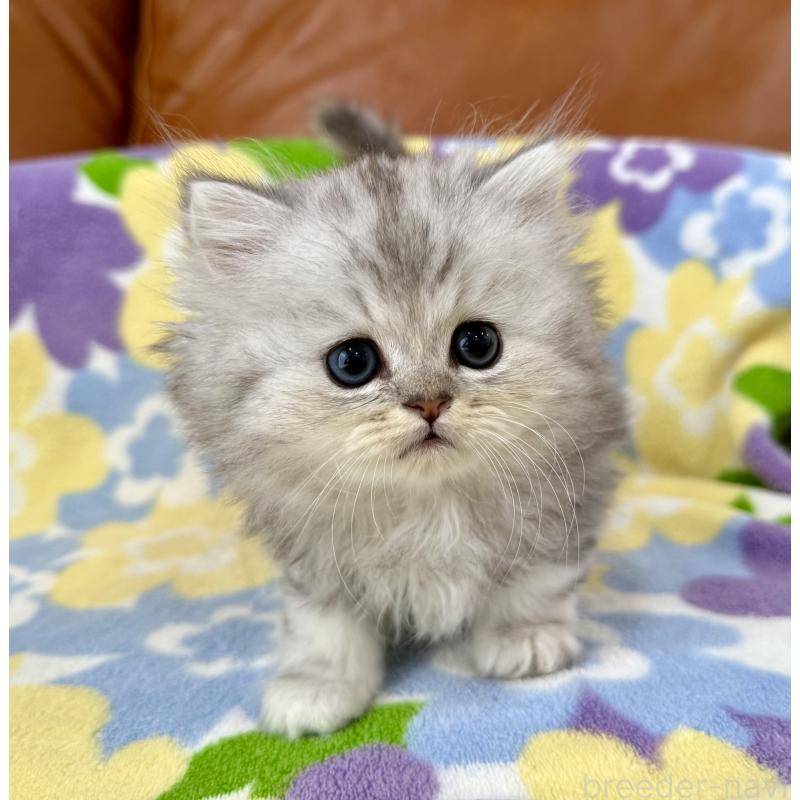 成約済の神奈川県のペルシャ(チンチラ)-129028の5枚目