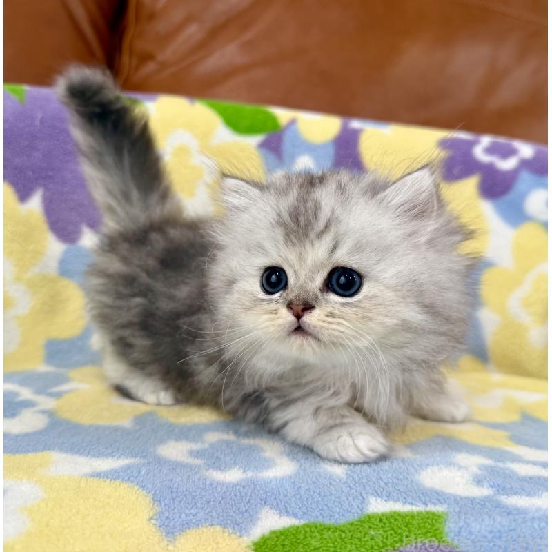 成約済の神奈川県のペルシャ(チンチラ)-129028の4枚目