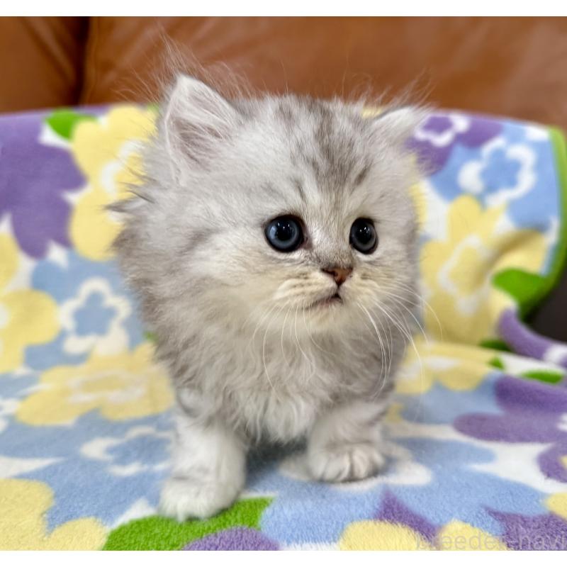 成約済の神奈川県のペルシャ(チンチラ)-129028の3枚目