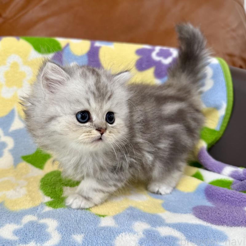 成約済の神奈川県のペルシャ(チンチラ)-129028の2枚目