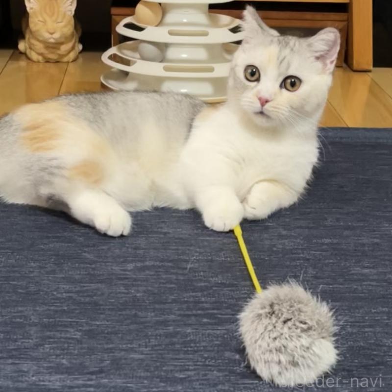 販売中の愛知県のミヌエット(短足)-121827