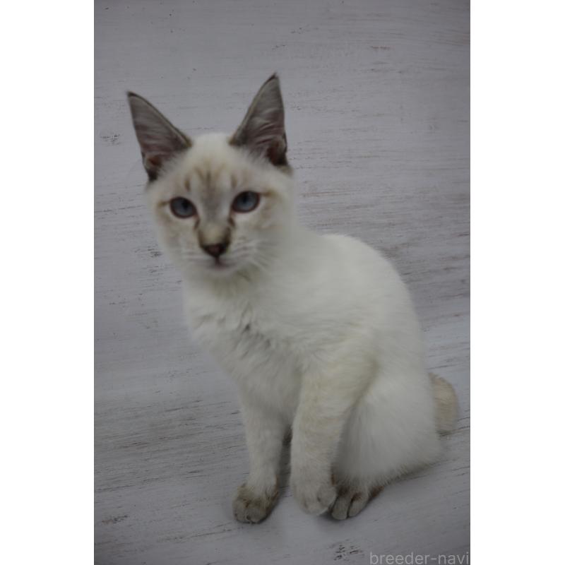 商談中の長野県のトイボブ-121696の5枚目