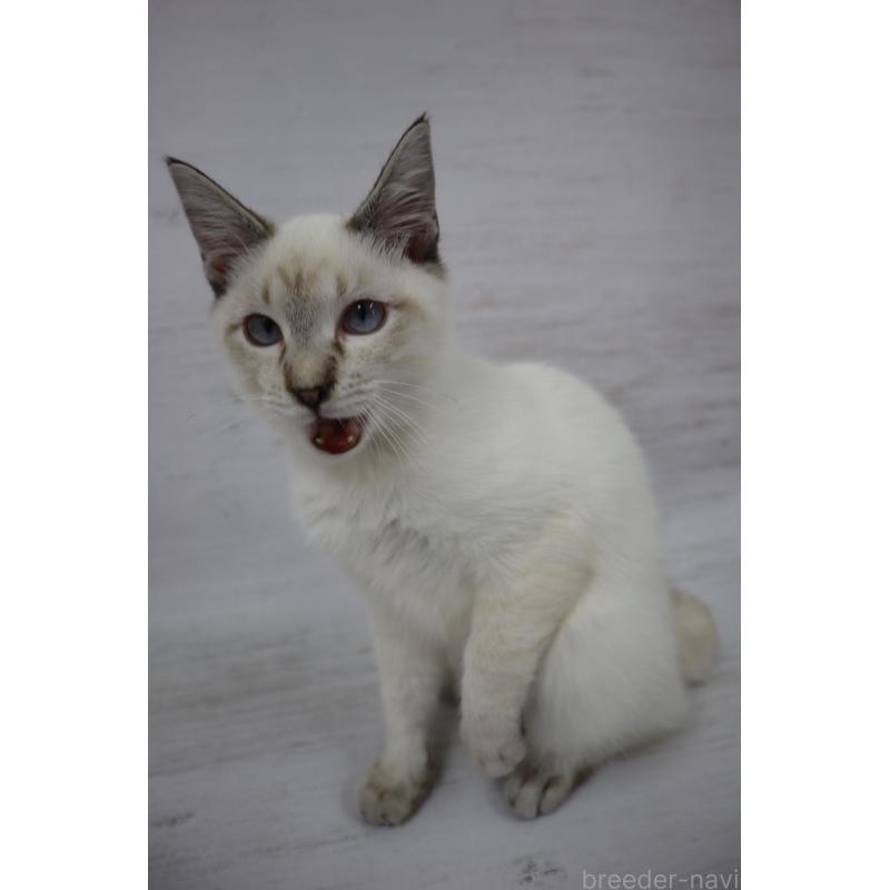 商談中の長野県のトイボブ-121696の4枚目