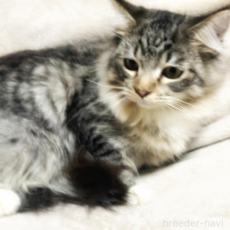 販売中の埼玉県のメインクーン-130781の8枚目