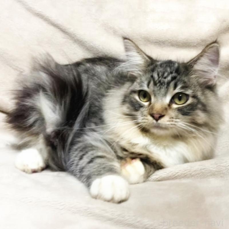 販売中の埼玉県のメインクーン-130781の6枚目