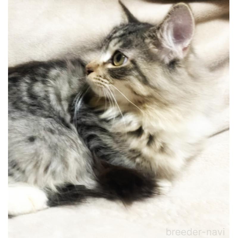 販売中の埼玉県のメインクーン-130781の5枚目