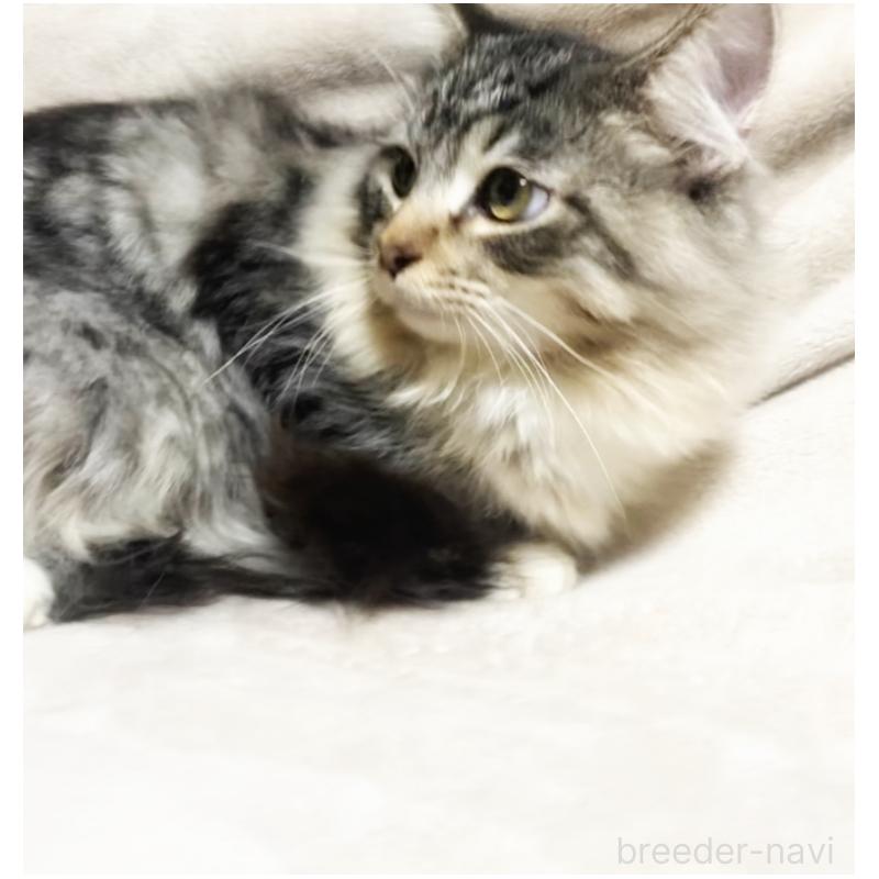 販売中の埼玉県のメインクーン-130781の4枚目