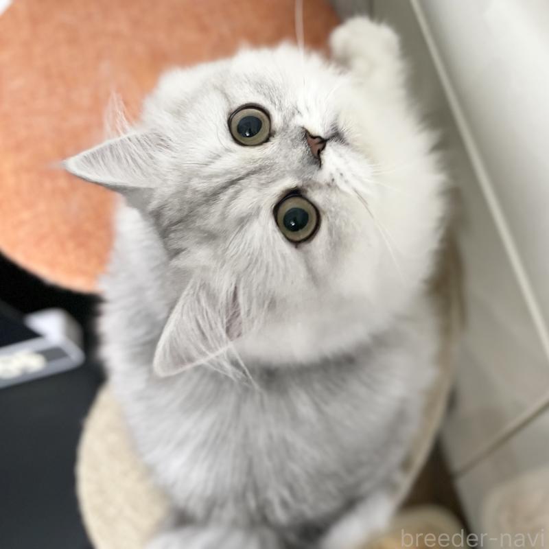 販売中の愛知県のミヌエット-117956