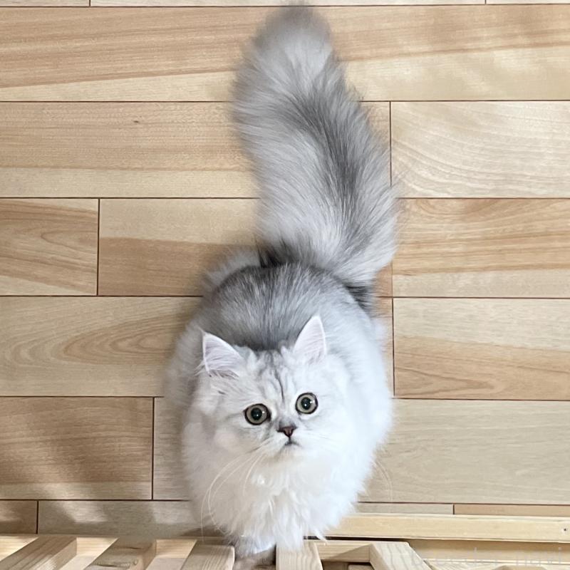 成約済の愛知県のミヌエット-117956の15枚目