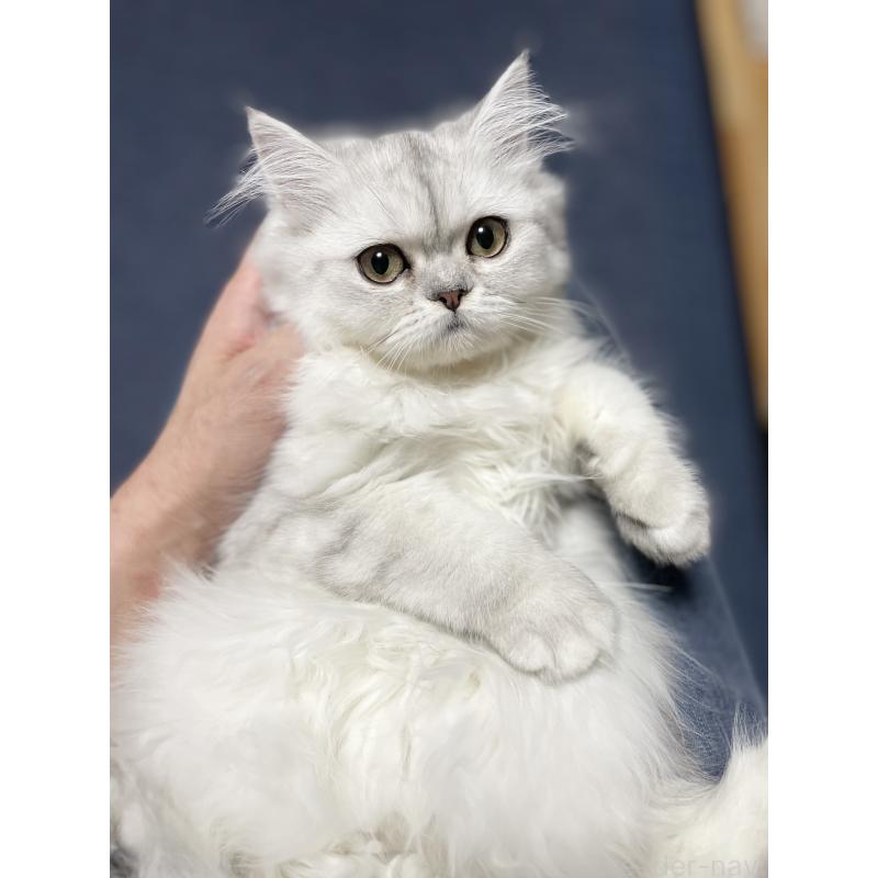 成約済の愛知県のミヌエット-117956の14枚目