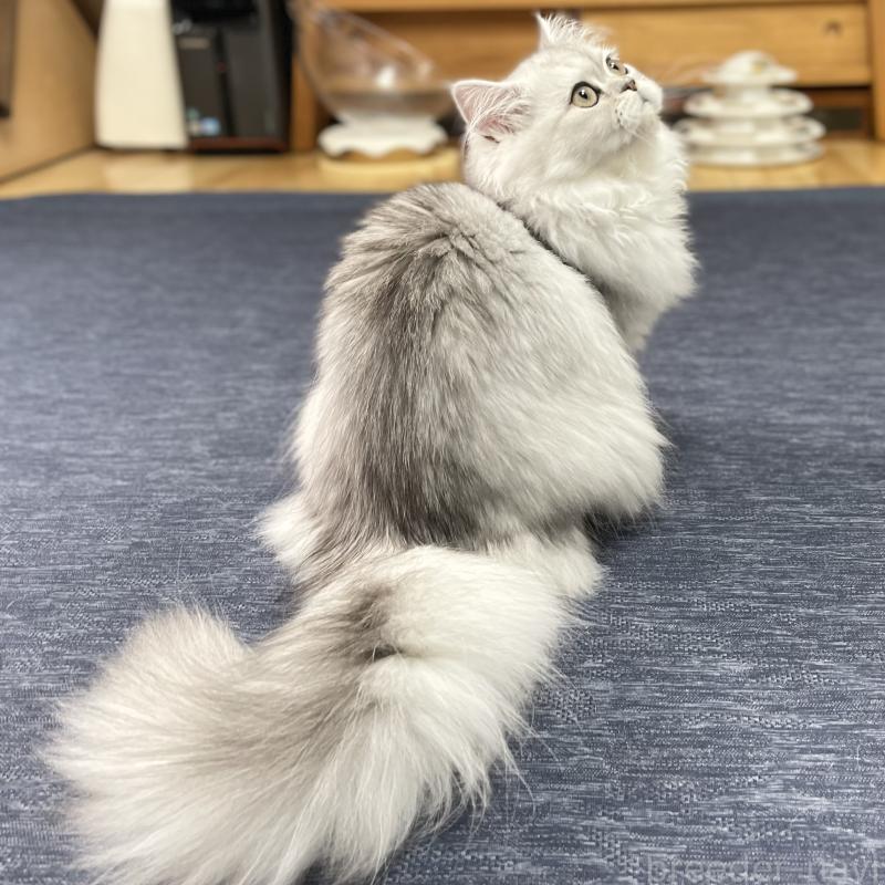 成約済の愛知県のミヌエット-117956の13枚目