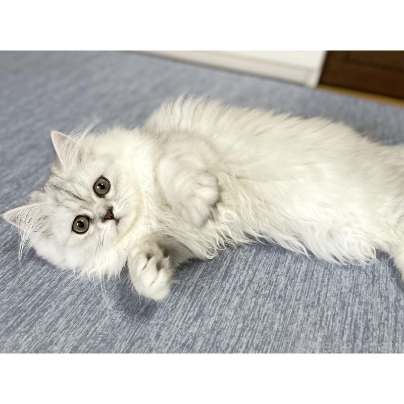 成約済の愛知県のミヌエット-117956の12枚目