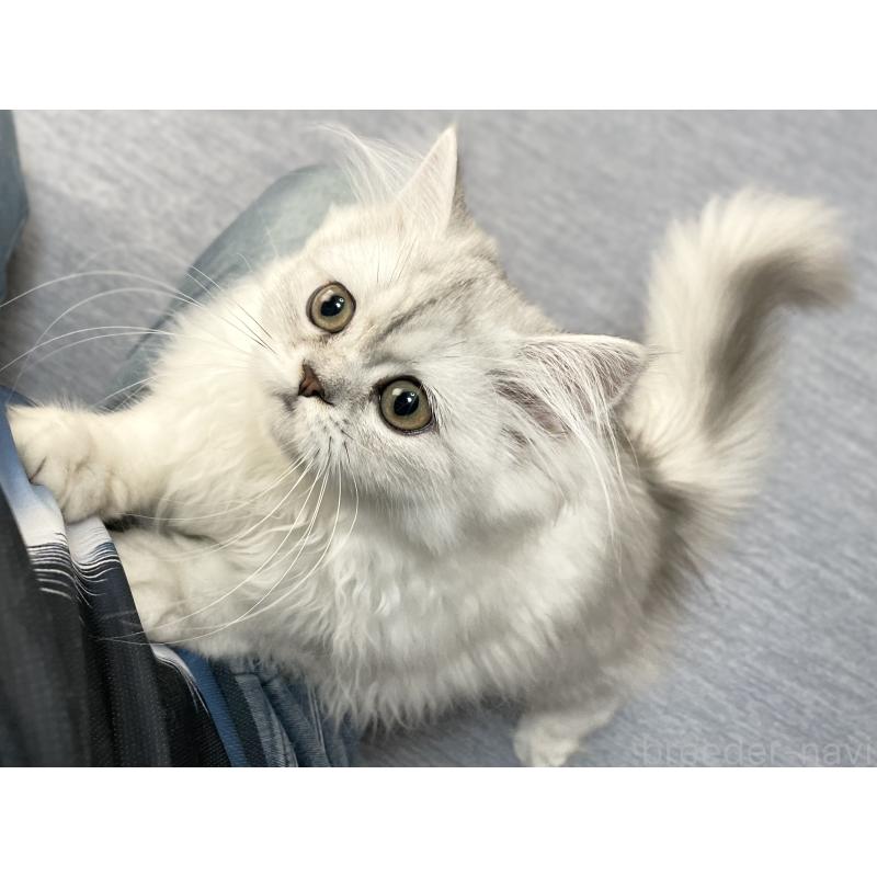 成約済の愛知県のミヌエット-117956の11枚目