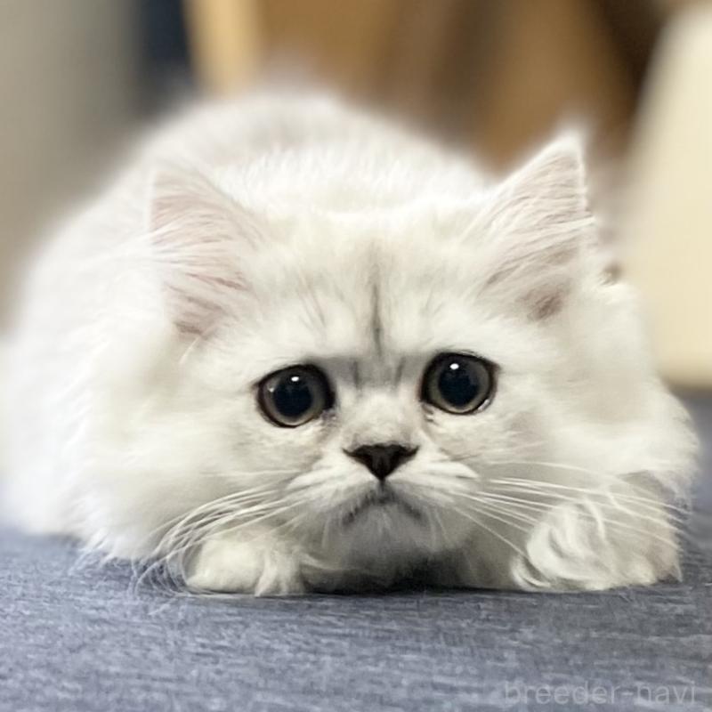 成約済の愛知県のミヌエット-117956の10枚目