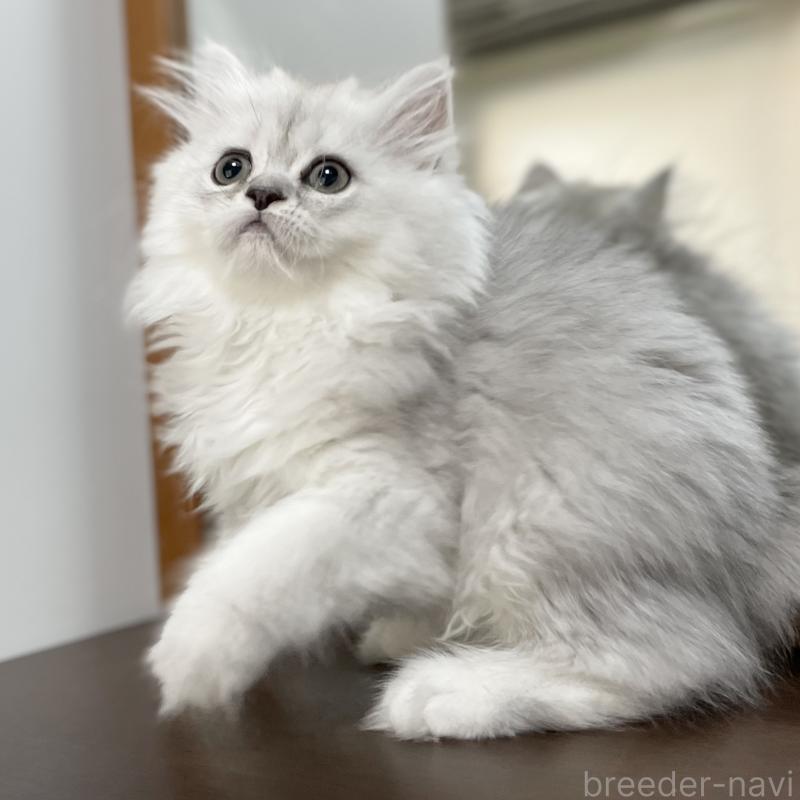 成約済の愛知県のミヌエット-117956の9枚目