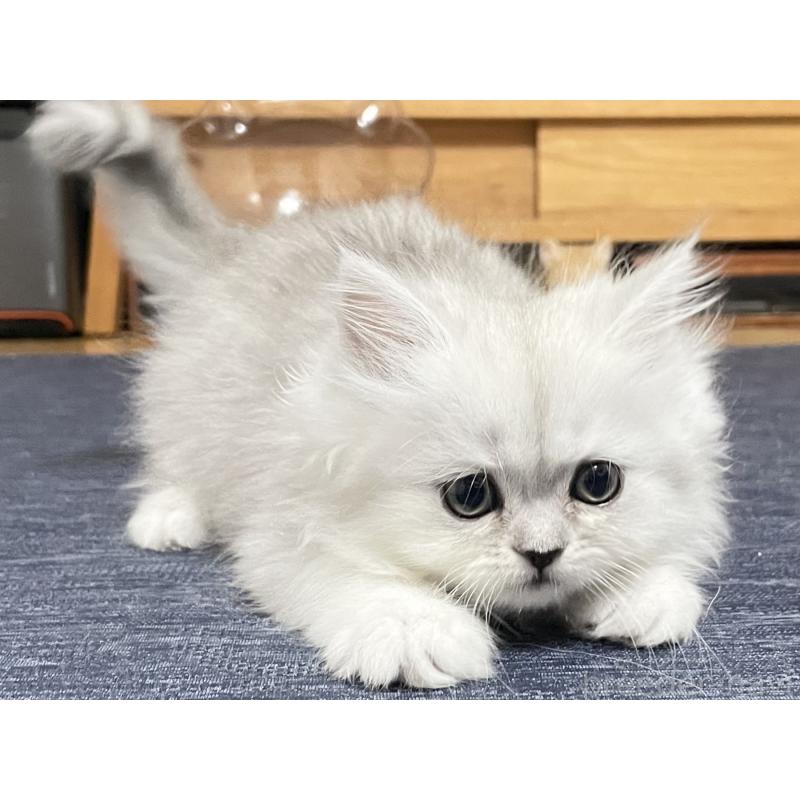 成約済の愛知県のミヌエット-117956の8枚目