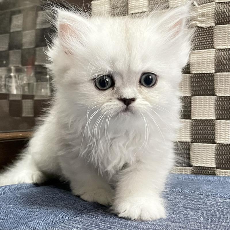 成約済の愛知県のミヌエット-117956の7枚目