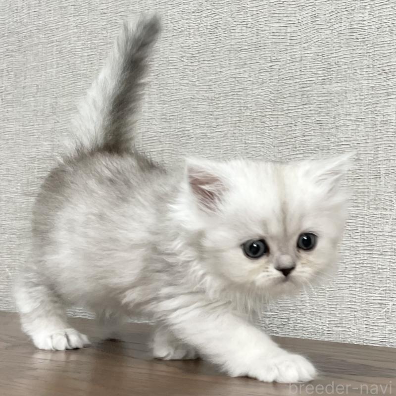 成約済の愛知県のミヌエット-117956の6枚目