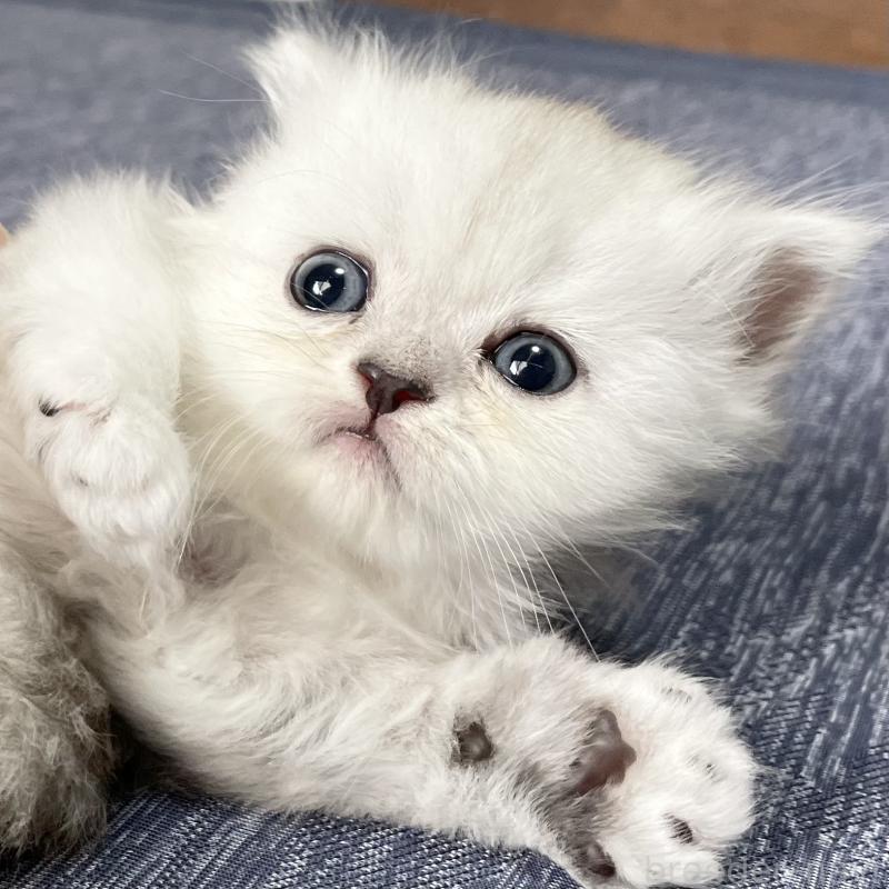 成約済の愛知県のミヌエット-117956の5枚目