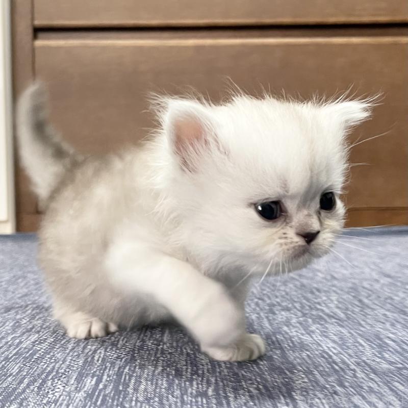 成約済の愛知県のミヌエット-117956の4枚目