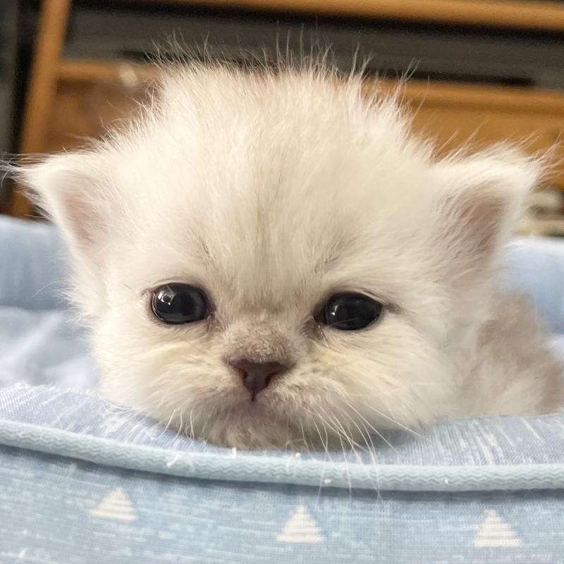 成約済の愛知県のミヌエット-117956の3枚目