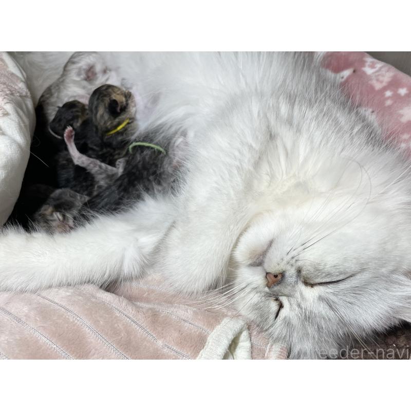 成約済の愛知県のミヌエット-117956の2枚目