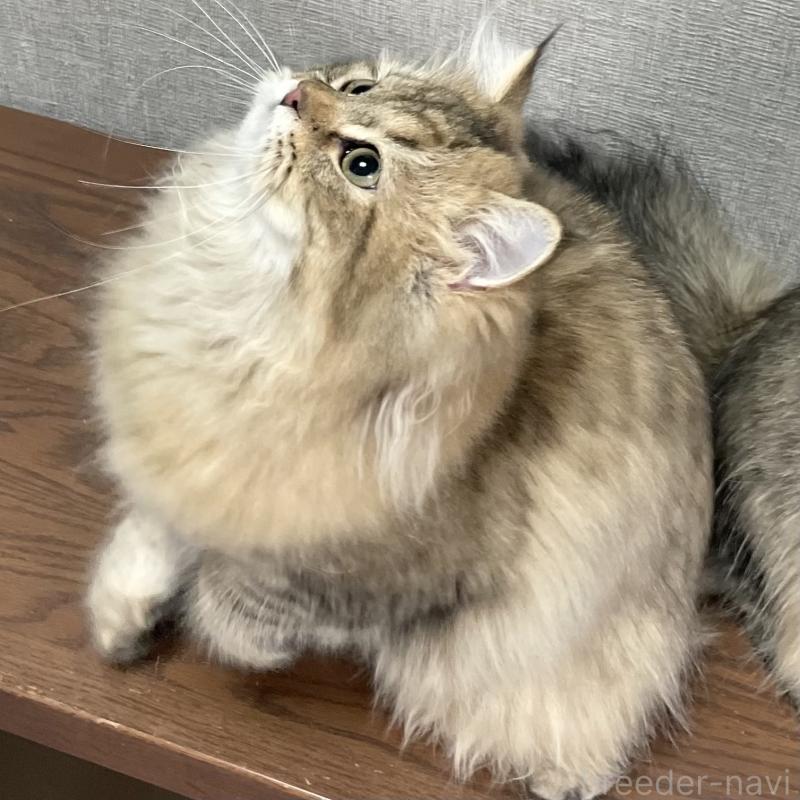 販売中の愛知県のミヌエット-117957