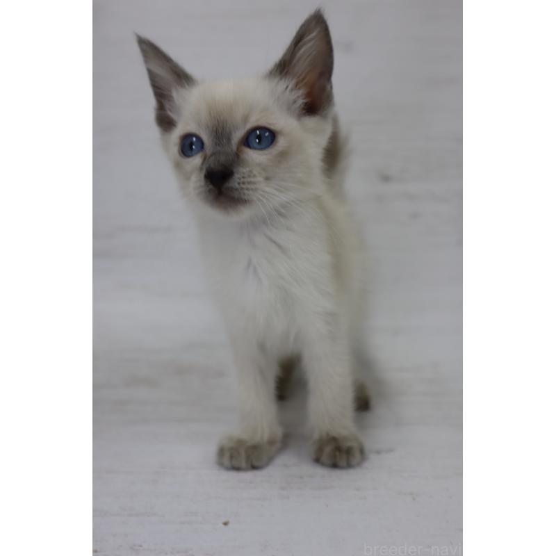 販売中の長野県のトイボブ-127916の10枚目