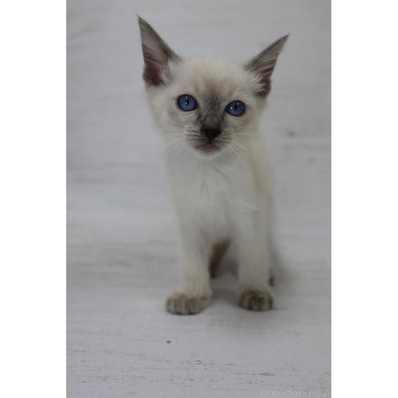 販売中の長野県のトイボブ-127916の9枚目