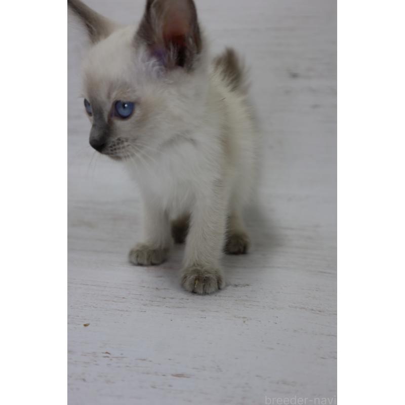 販売中の長野県のトイボブ-127916の8枚目