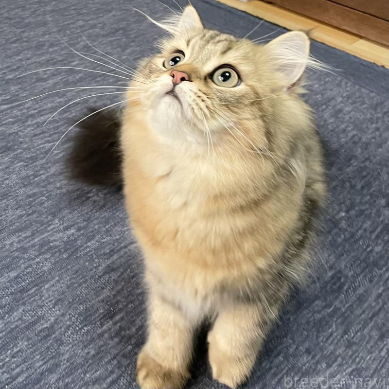 販売中の愛知県のミヌエット-117954