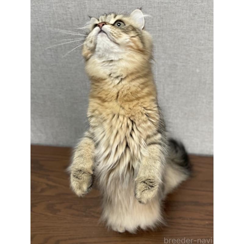 販売中の愛知県のミヌエット-117954の15枚目