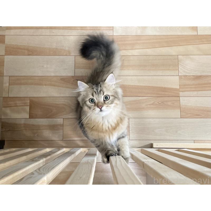 販売中の愛知県のミヌエット-117954の14枚目