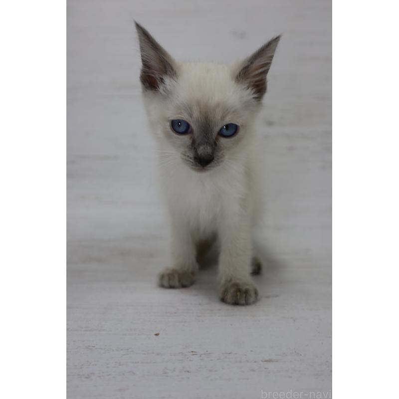 販売中の長野県のトイボブ-127916の7枚目