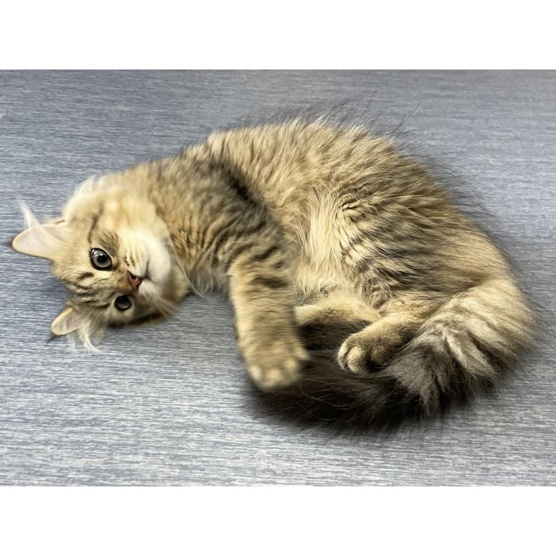 販売中の愛知県のミヌエット-117954の11枚目