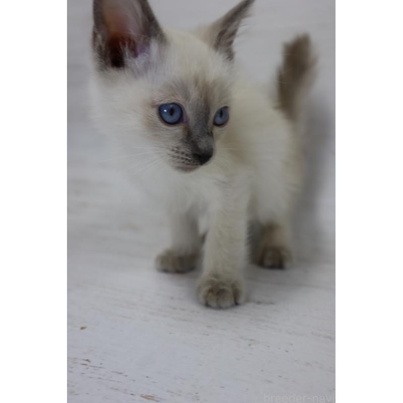 販売中の長野県のトイボブ-127916の6枚目