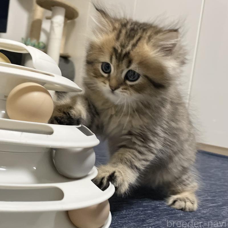 販売中の愛知県のミヌエット-117954の8枚目