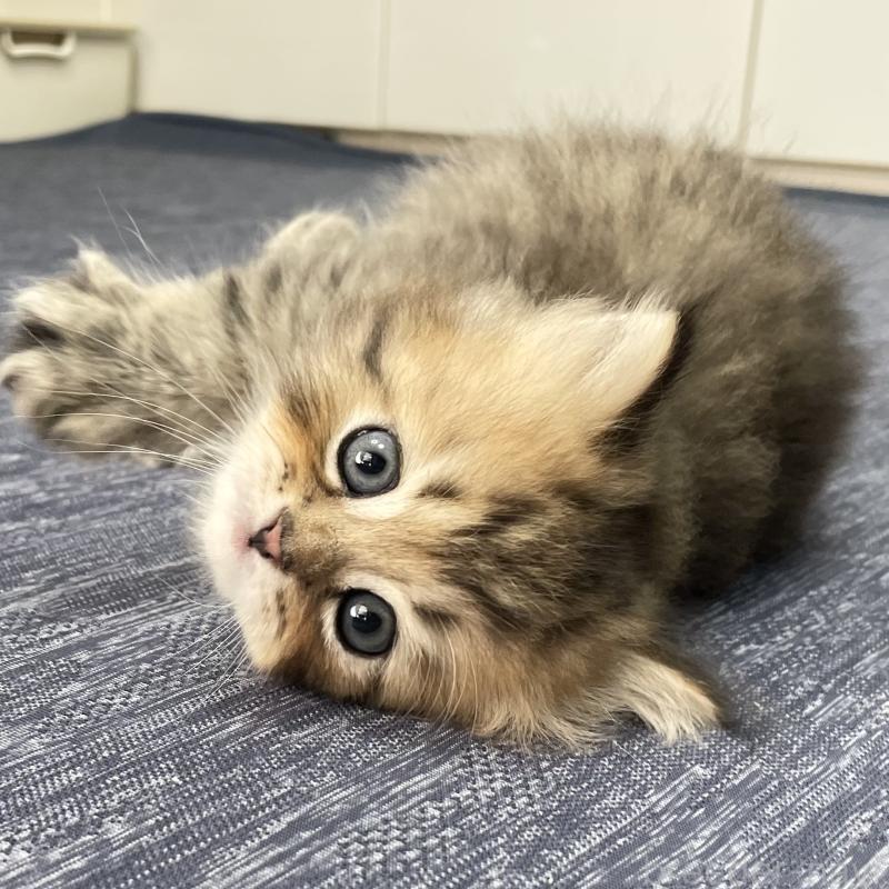 販売中の愛知県のミヌエット-117954の7枚目