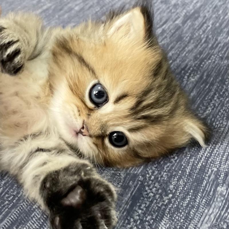 販売中の愛知県のミヌエット-117954の6枚目