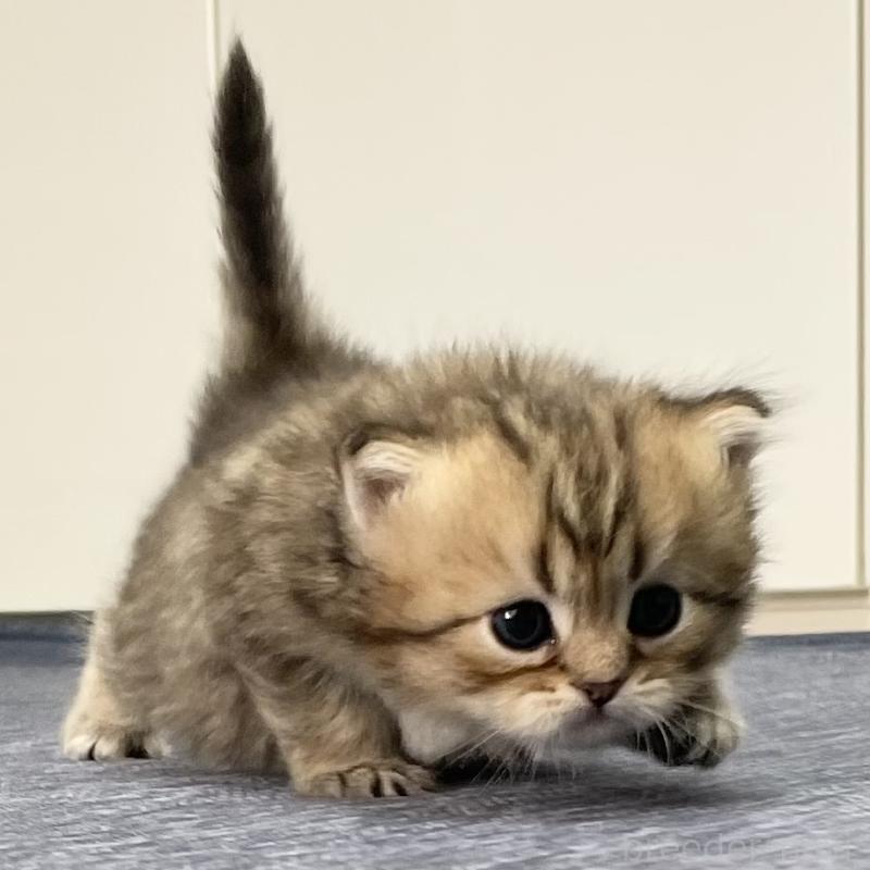 販売中の愛知県のミヌエット-117954の4枚目