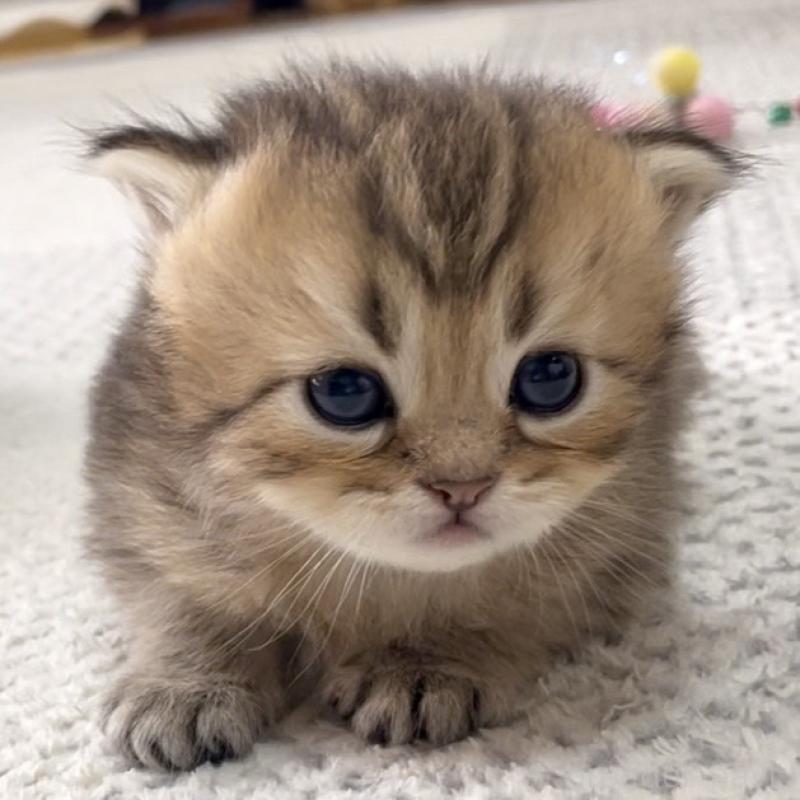 販売中の愛知県のミヌエット-117954の5枚目