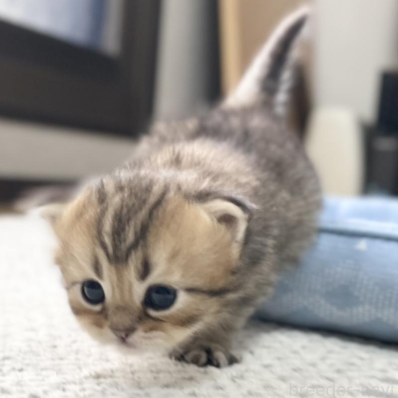 販売中の愛知県のミヌエット-117954の3枚目