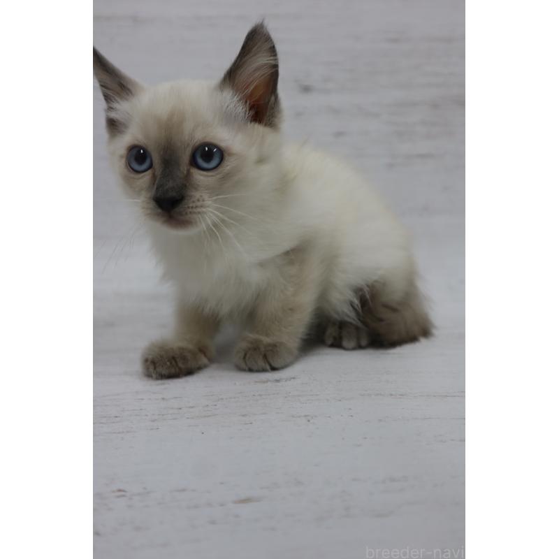 商談中の長野県のトイボブ-127926の16枚目