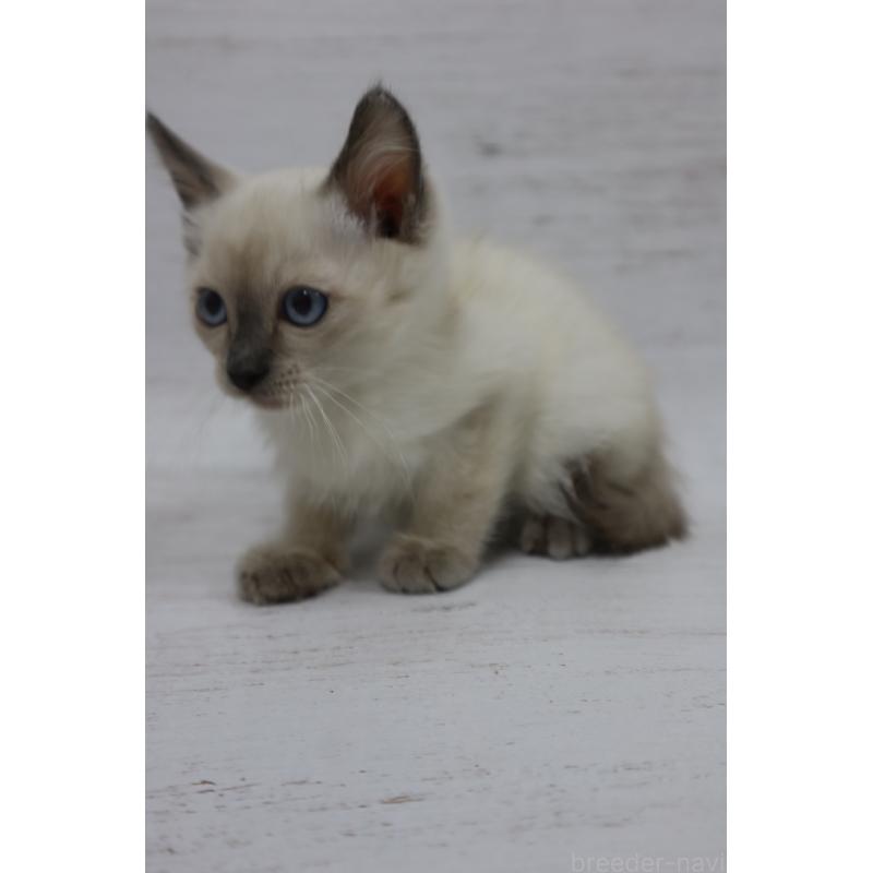 商談中の長野県のトイボブ-127926の15枚目