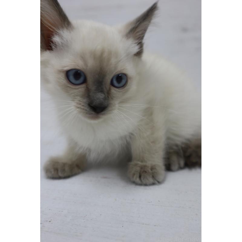 商談中の長野県のトイボブ-127926の14枚目