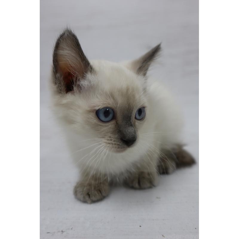 商談中の長野県のトイボブ-127926の13枚目