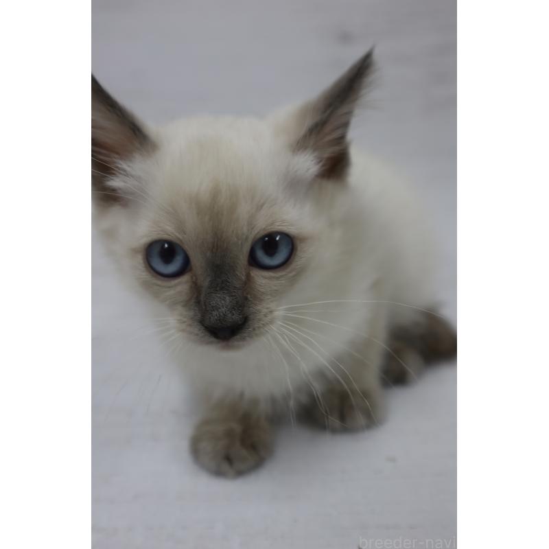 商談中の長野県のトイボブ-127926の12枚目