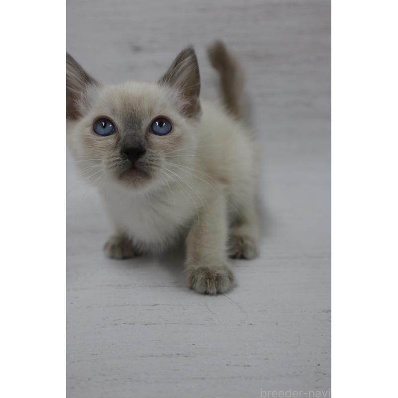 商談中の長野県のトイボブ-127926の11枚目