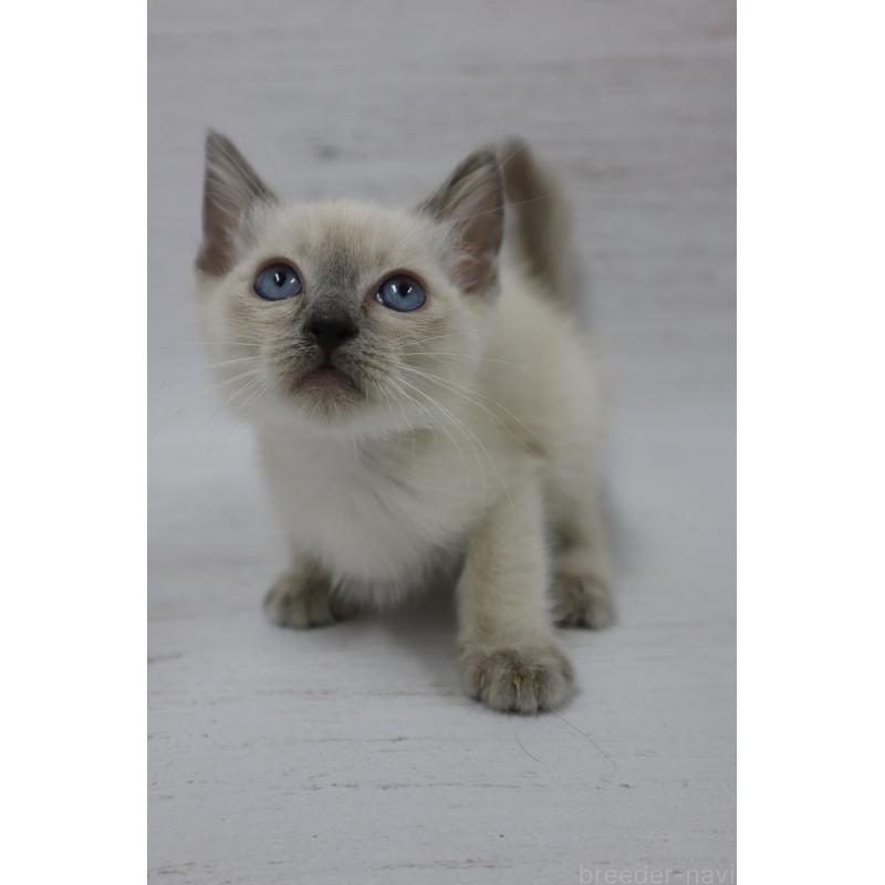 商談中の長野県のトイボブ-127926の10枚目