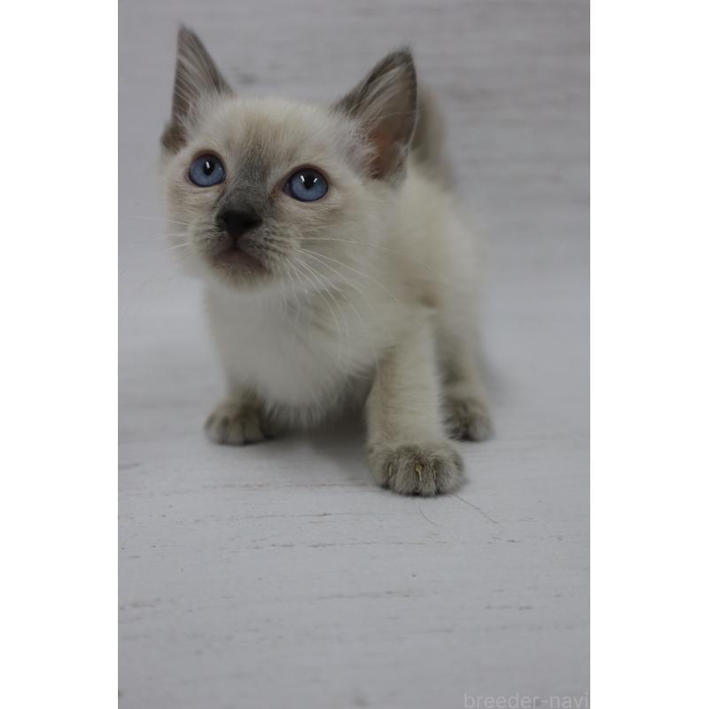 商談中の長野県のトイボブ-127926の9枚目